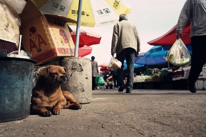 从丽江到茨中：菜场买恶魔果实、修道院酿酒士、高原油泼面……开启了无数的第一次|香格里拉环线（上）