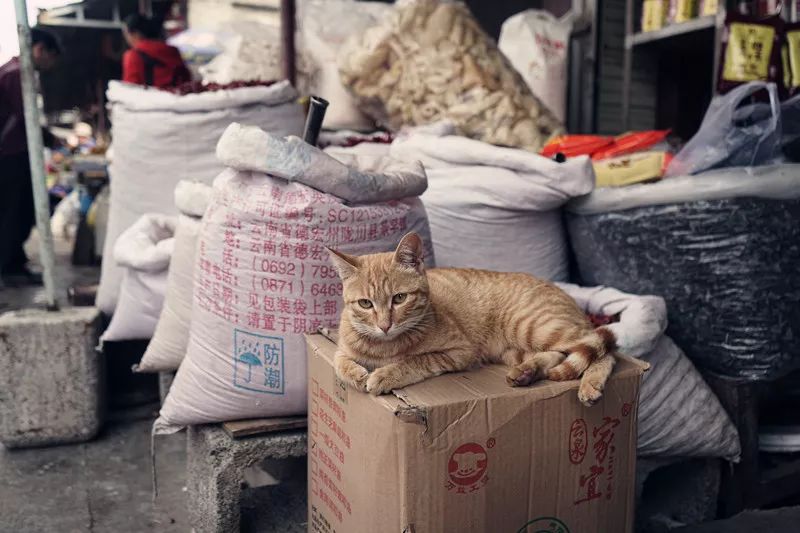 从丽江到茨中：菜场买恶魔果实、修道院酿酒士、高原油泼面……开启了无数的第一次|香格里拉环线（上）