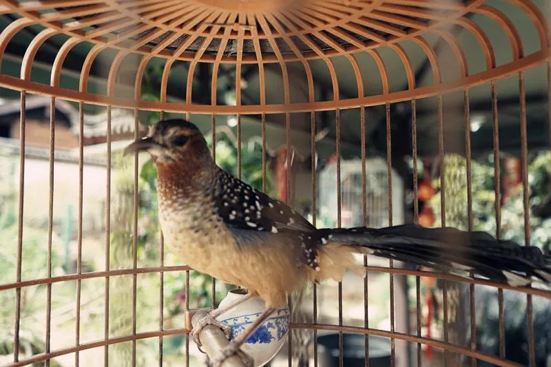 从丽江到茨中：菜场买恶魔果实、修道院酿酒士、高原油泼面……开启了无数的第一次|香格里拉环线（上）