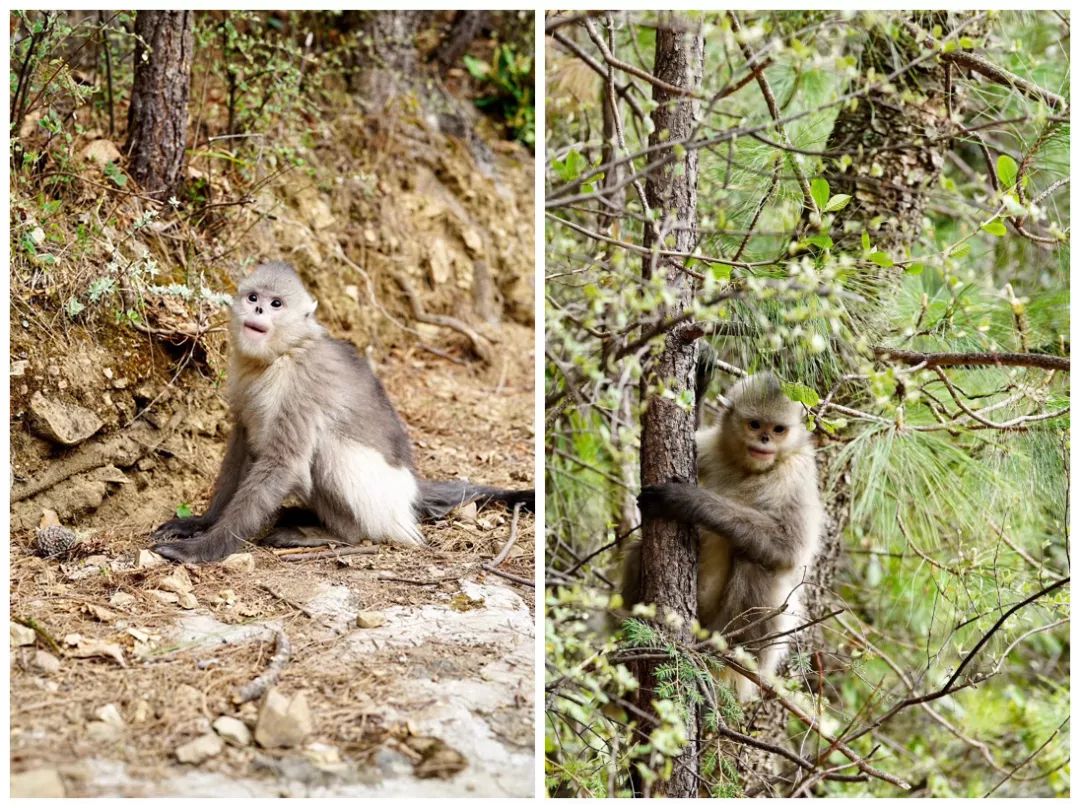 从丽江到茨中：菜场买恶魔果实、修道院酿酒士、高原油泼面……开启了无数的第一次|香格里拉环线（上）
