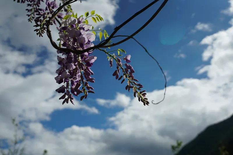 从丽江到茨中：菜场买恶魔果实、修道院酿酒士、高原油泼面……开启了无数的第一次|香格里拉环线（上）