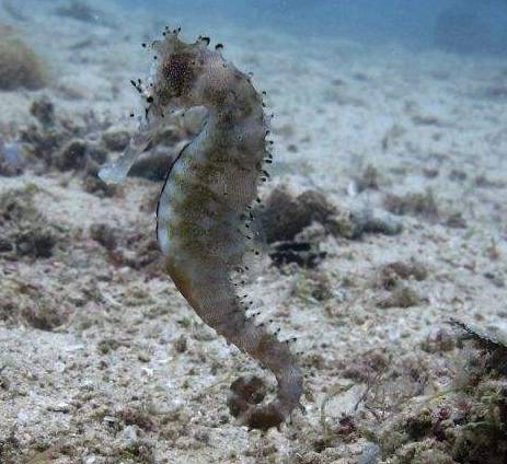 海马入缸几天喂食,海马怎么培植