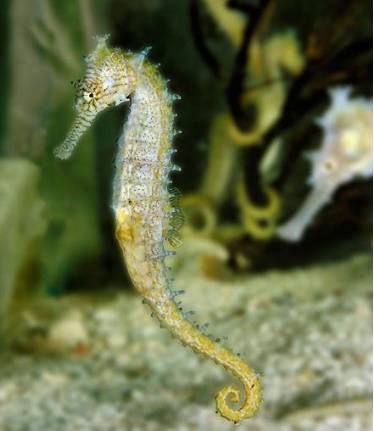 海马入缸几天喂食,海马怎么培植