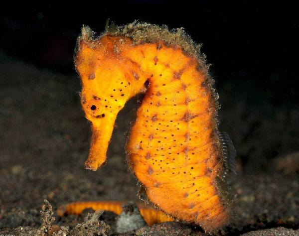 海马入缸几天喂食,海马怎么培植