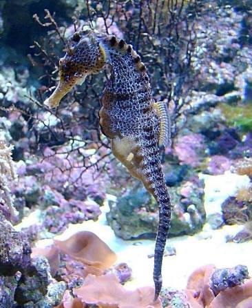 海马入缸几天喂食,海马怎么培植