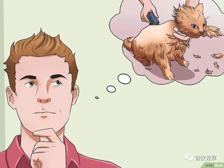铲屎官如何利用猫毛,给猫剃毛用什么推子比较好