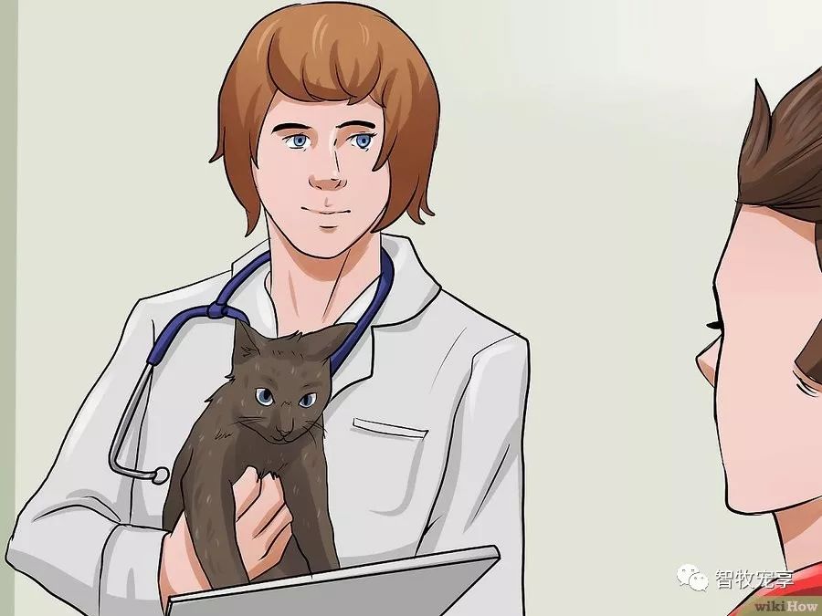 铲屎官如何利用猫毛,给猫剃毛用什么推子比较好