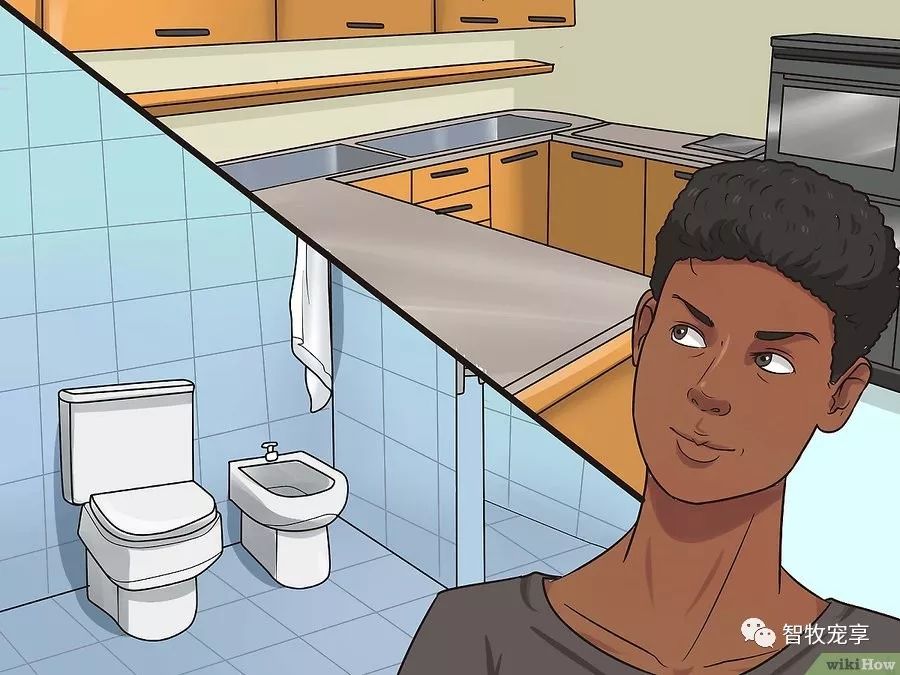 铲屎官如何利用猫毛,给猫剃毛用什么推子比较好