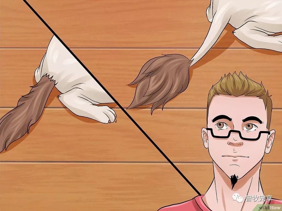 铲屎官如何利用猫毛,给猫剃毛用什么推子比较好