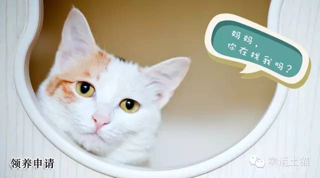 领养土猫的平台,领养土猫附近