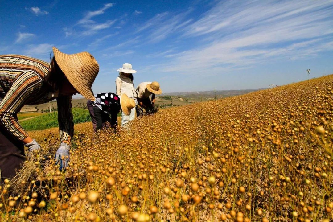 中央财政培训,国家扶持免费培训项目在哪里报名