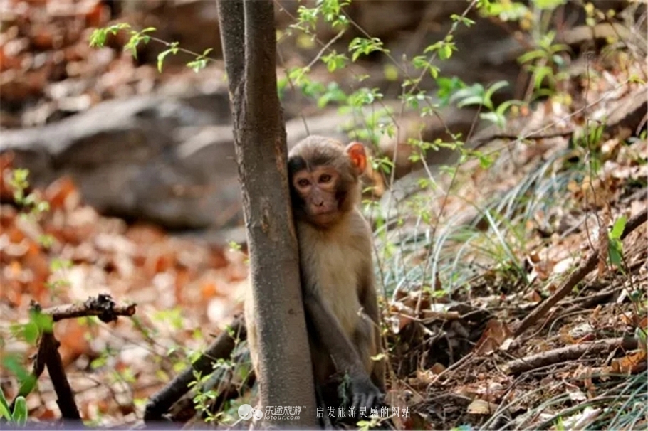 上方山国家森林公园是几级,上方山国家森林公园在哪