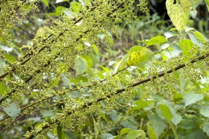 世界最细的植物,被称为世界上最有用的植物