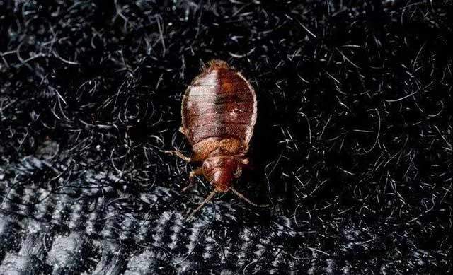 家里有臭虫怎么能彻底消灭,家里有臭虫怎么才能彻底消灭