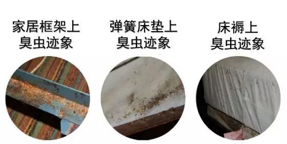 家里有臭虫怎么能彻底消灭,家里有臭虫怎么才能彻底消灭