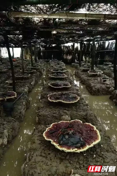 汨罗市梦想,汨罗少年逐梦青春