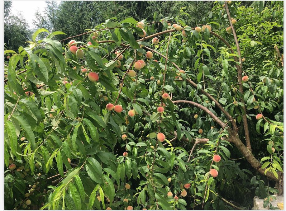 梓潼县石牛镇华沙度假村,石牛镇华沙生态度假村