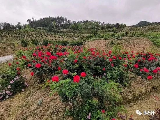 贵州石阡县国荣乡,贵州石阡国荣乡