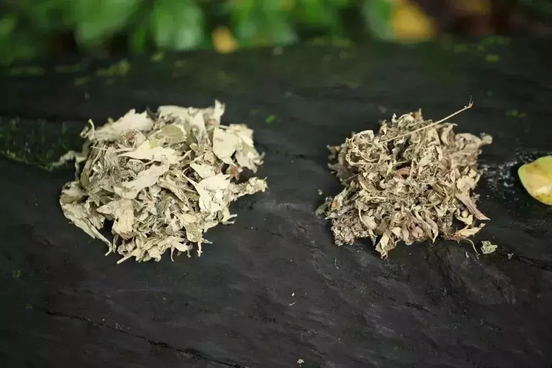 夏季防蚊虫大作战,小窍门实用防蚊虫