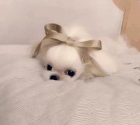 收礼物超开心,收礼物超级开心好吗