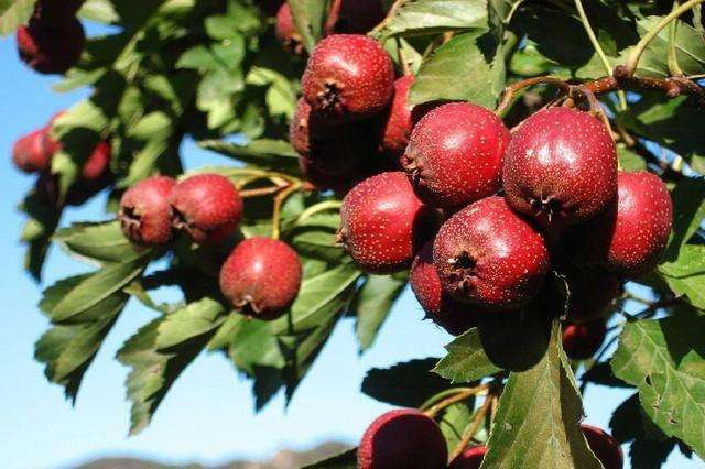 糖分低的水果有哪些儿童,血糖偏高什么水果不能吃含糖量高