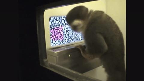 数亿色盲者的希望,可能在这只“超能力猴”身上