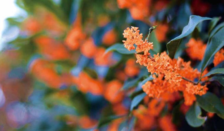 【杂志精选】福建浦城:一枝丹桂“秀”江南