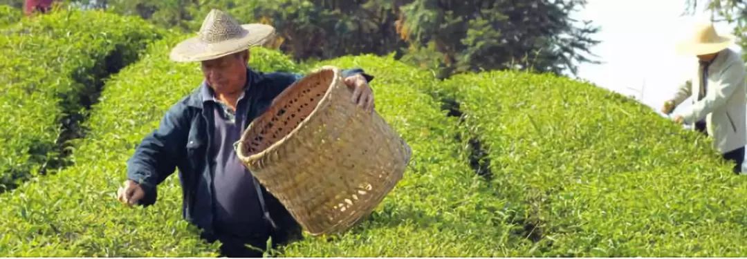 【杂志精选】福建浦城:一枝丹桂“秀”江南