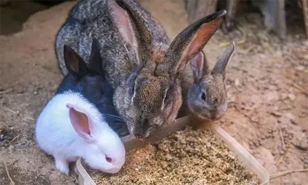 最赚钱的淡水养殖项目,海上养殖什么项目赚钱