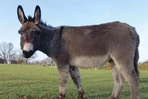 最赚钱的淡水养殖项目,海上养殖什么项目赚钱