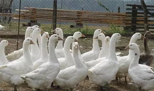 最赚钱的淡水养殖项目,海上养殖什么项目赚钱