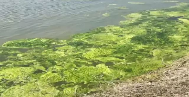 养螃蟹为什么要控青苔,螃蟹养殖用杀青苔药