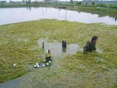 蟹塘里青苔的种类,蟹塘青苔可以杀吗