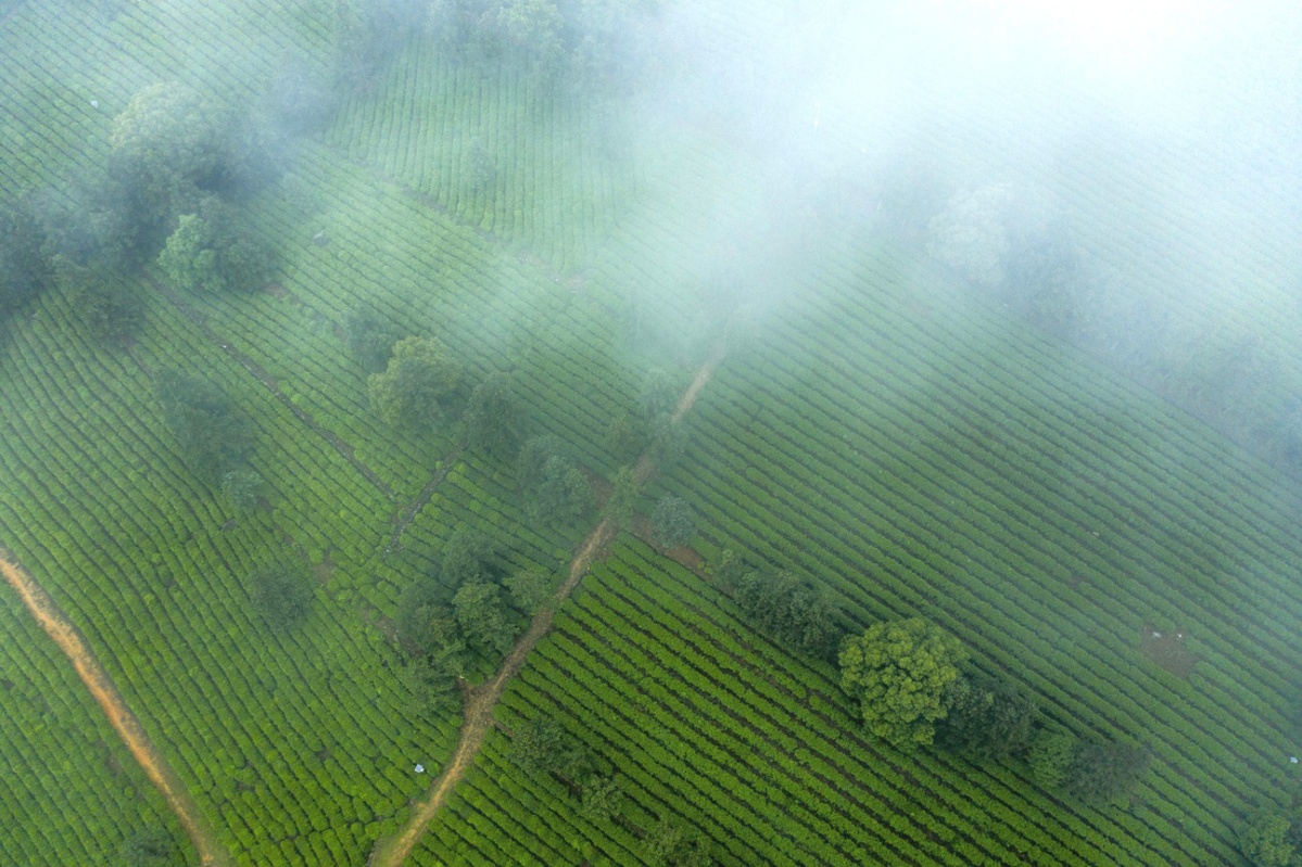 江西庐山云雾茶文化,江西云雾仙茶