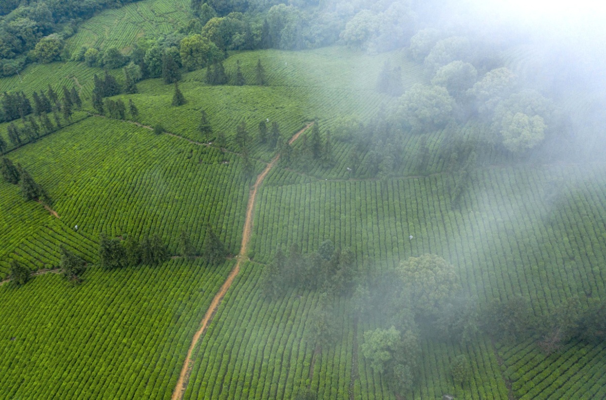 江西庐山云雾茶文化,江西云雾仙茶