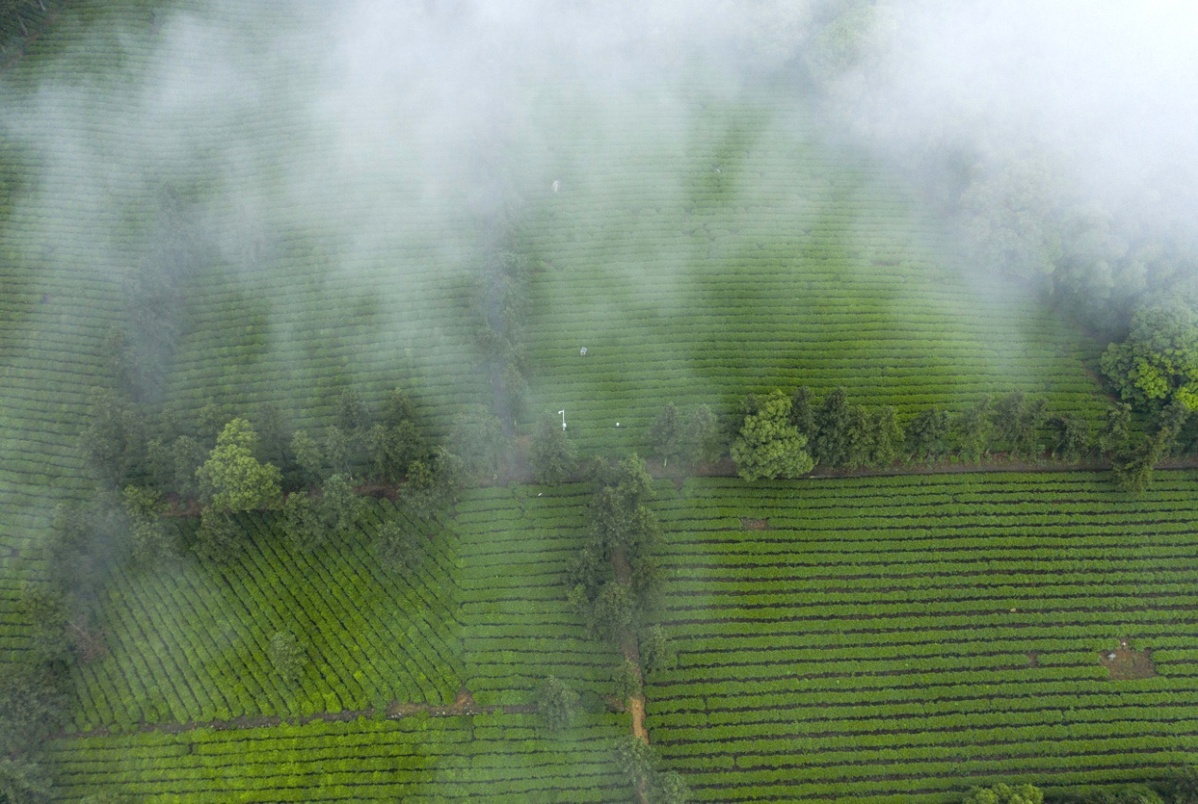 江西庐山云雾茶文化,江西云雾仙茶