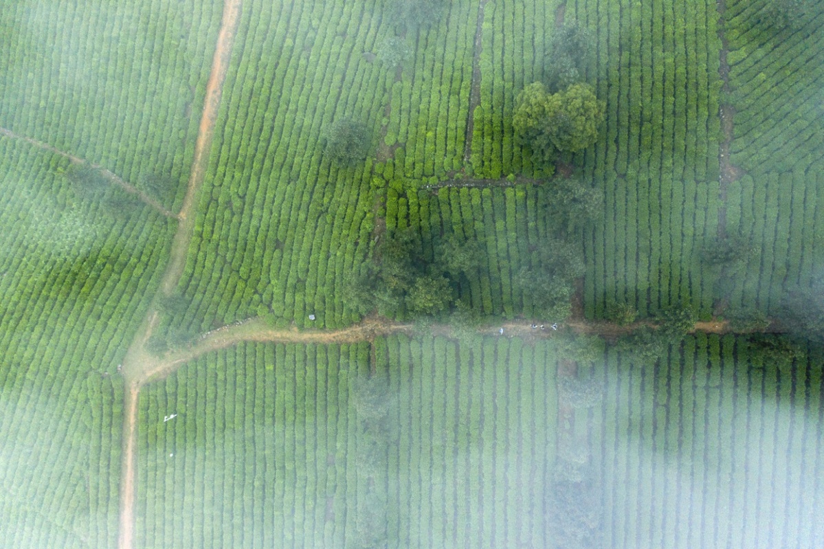 江西庐山云雾茶文化,江西云雾仙茶