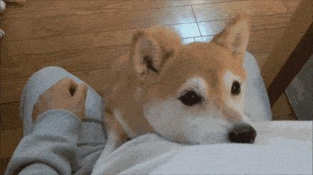 养狗交50万押金违法吗,养狗每年要交钱吗