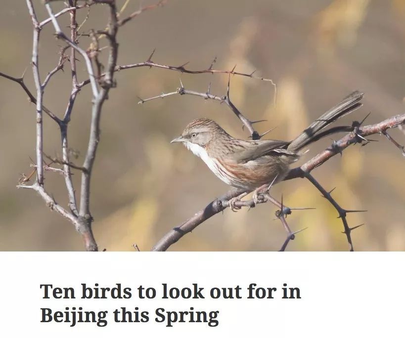 一个外国人眼中的北京,中国人对北京的看法