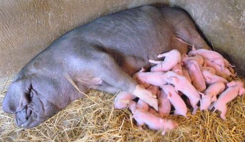 母猪屡配不孕的原因及处理措施