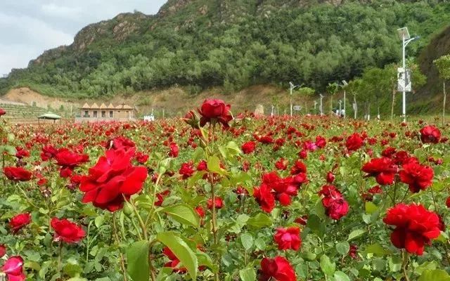 免费门票北京,北京免门票景区2024免费一览表