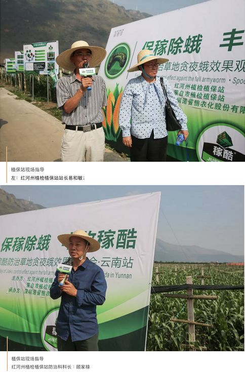 草地贪夜蛾入侵河北,草地贪夜蛾灾情