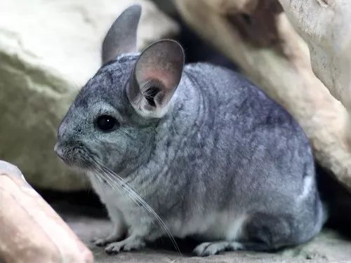 龙猫夏季窝,龙猫防暑窝