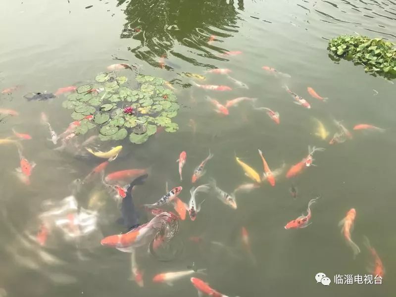 涓存穭鍖栧伐浼佷笟,娣勫崥涓存穭鍗佸ぇ鍖栧伐浼佷笟