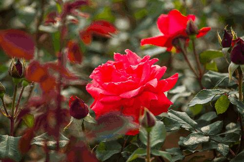 美炸了！初夏花仙子！有爱的人免费玩！把最美奉献给你！