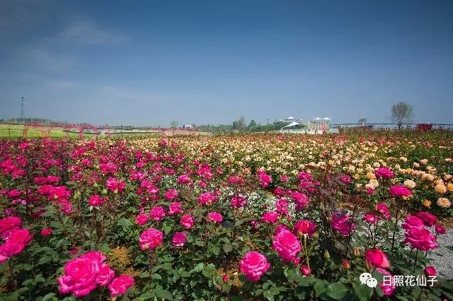 美炸了!初夏花仙子!有爱的人免费玩!把最美奉献给你!