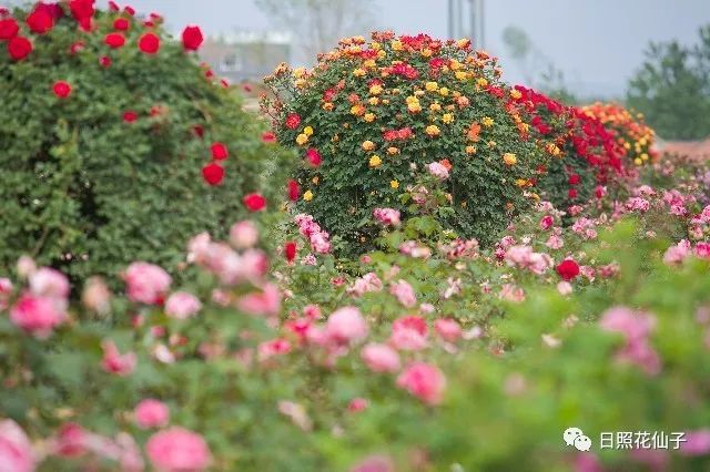 美炸了！初夏花仙子！有爱的人免费玩！把最美奉献给你！