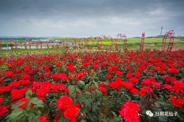 美炸了!初夏花仙子!有爱的人免费玩!把最美奉献给你!
