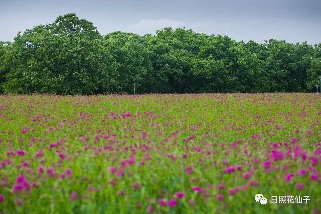 美炸了！初夏花仙子！有爱的人免费玩！把最美奉献给你！
