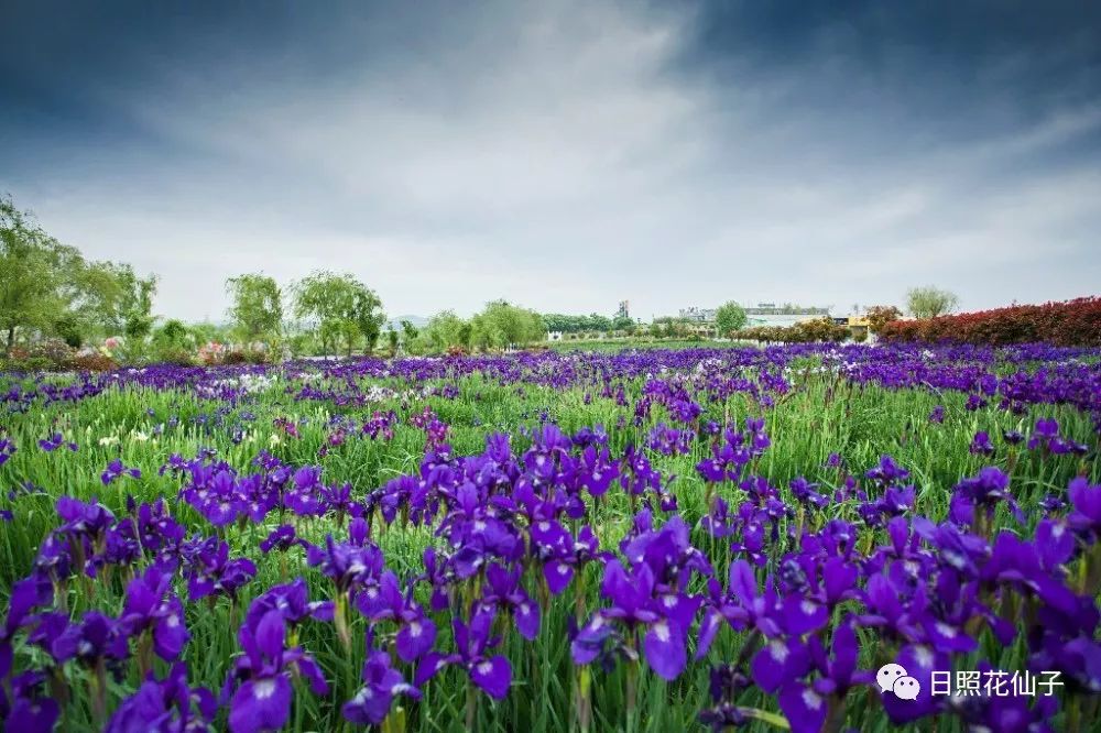 美炸了！初夏花仙子！有爱的人免费玩！把最美奉献给你！